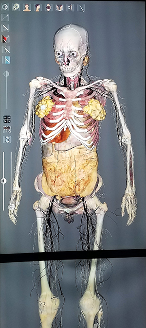 Image of virtual cadaver