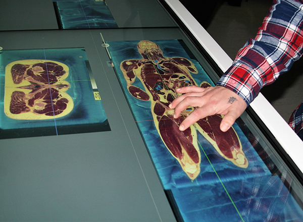 Student reaches out onto the digital screen of the Anatomage Table with an image of the human muscular system.