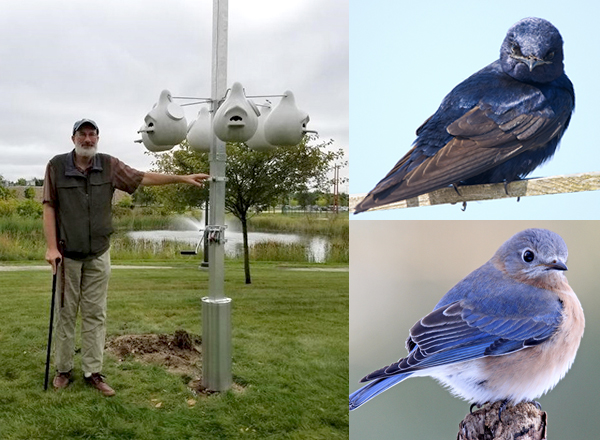 HFC biology instructor Stewart Vining stands next to the newly-installed purple martin pole. It has a crank for easy gourd maintenance. The bird pictured at upper right is a purple martin. At lower right is a bluebird.