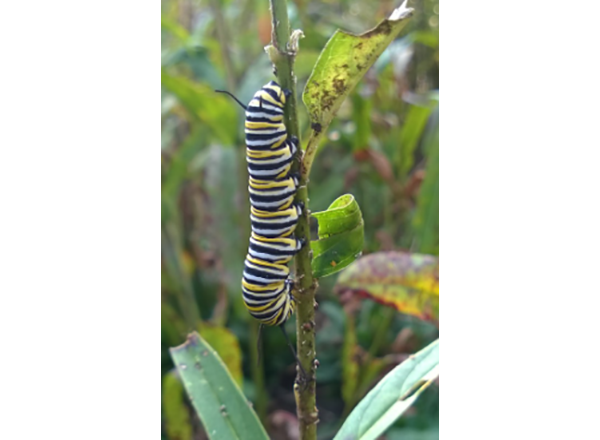 A caterpillar munches on some milkweed. Photo courtesy of Emily Nietering. 