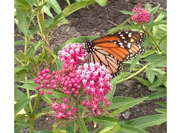 A monarch butterfly on some freshly planted milkweed. Photo courtesy of Emily Nietering. 