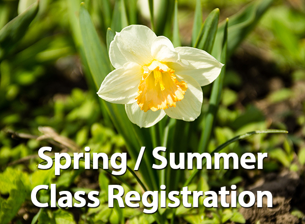 Photo of daffodil, spring/summer class registration
