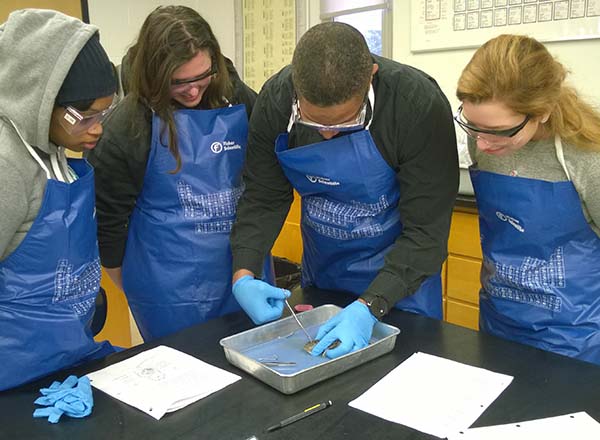 A group of students doing a frog dissection.